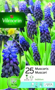 Muscari Latifolium (x25)
